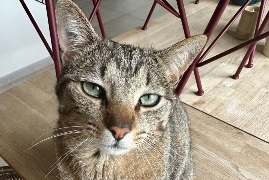 Disappearance alert Cat  Male , 2 years Cabriès France