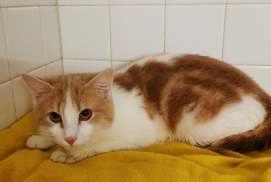 Fundmeldung Katze Männliche , Zwischen 9 und 12 Monaten Vienne Frankreich