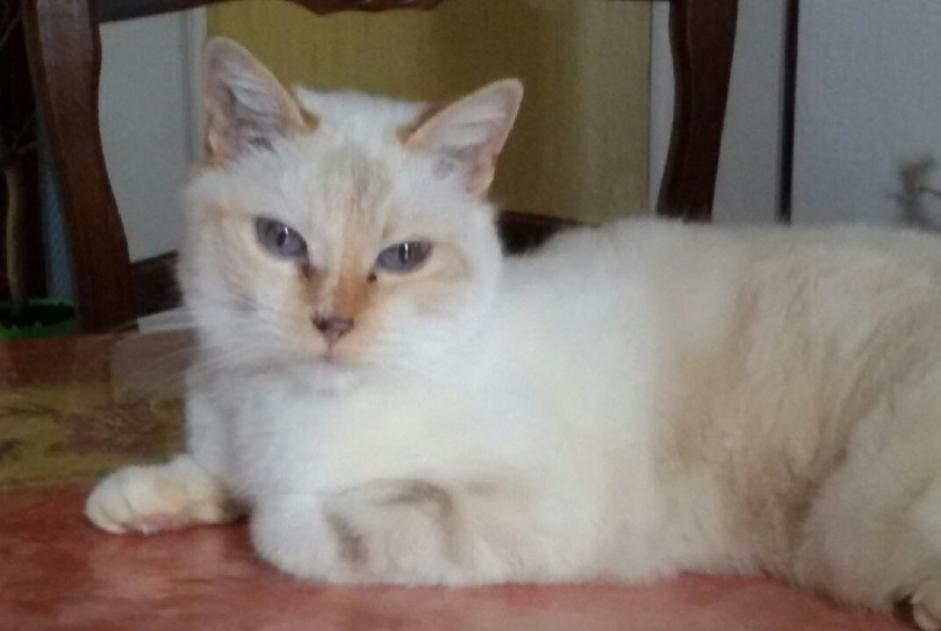 Vermisstmeldung Katze rassenmischung Weiblich , 18 jahre Claix Frankreich