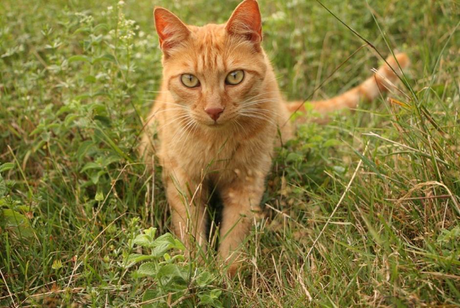 Vermisstmeldung Katze rassenmischung Männliche , 7 jahre La Combe-de-Lancey Frankreich