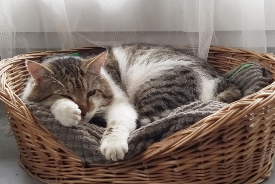 Vermisstmeldung Katze Männliche , 9 jahre La Salle-en-Beaumont Frankreich