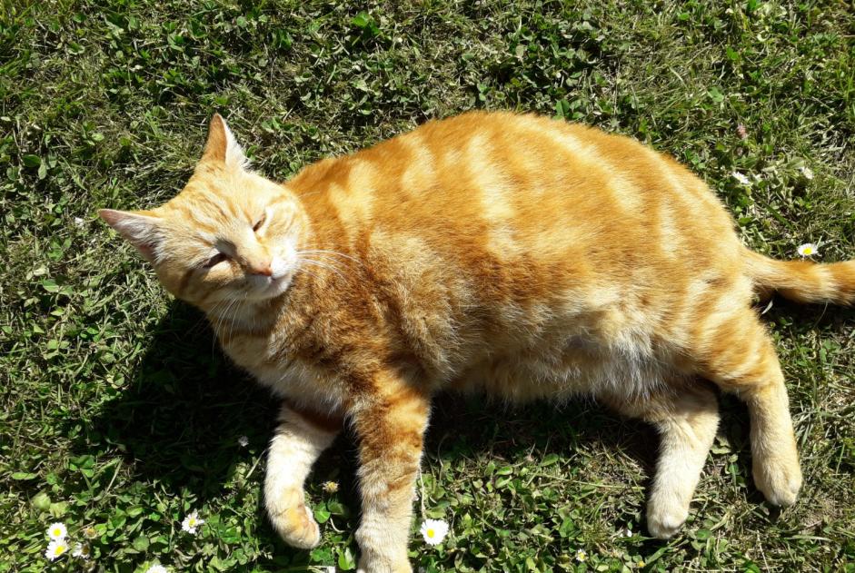 Vermisstmeldung Katze Männliche , 10 jahre Savas-Mépin Frankreich
