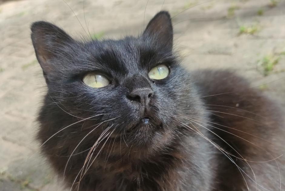 Vermisstmeldung Katze Weiblich , 10 jahre Crolles Frankreich