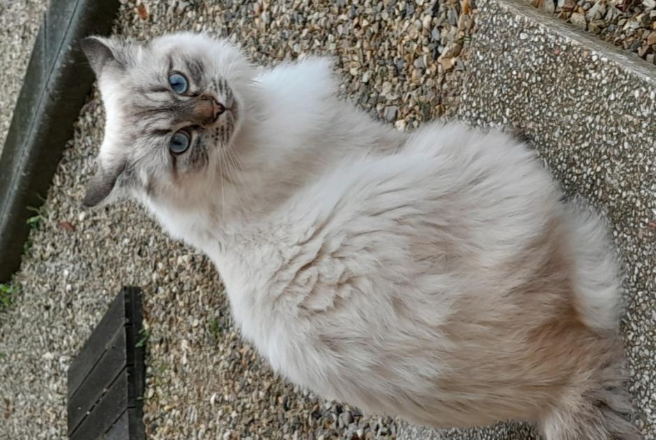 Vermisstmeldung Katze rassenmischung Weiblich , 2 jahre Saint-Romain-de-Jalionas Frankreich