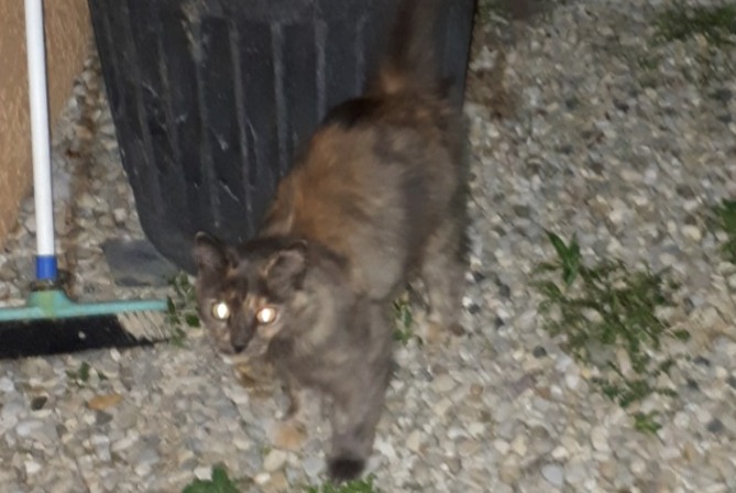 Discovery alert Cat Female Satolas-et-Bonce France