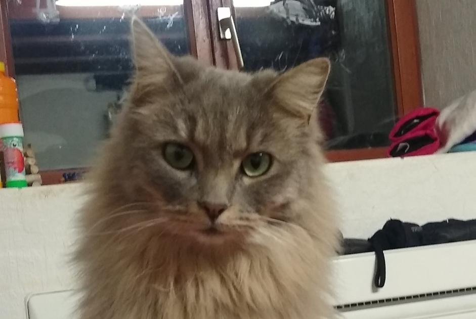 Disappearance alert Cat Female , 2 years Saint-Jean-de-Moirans France