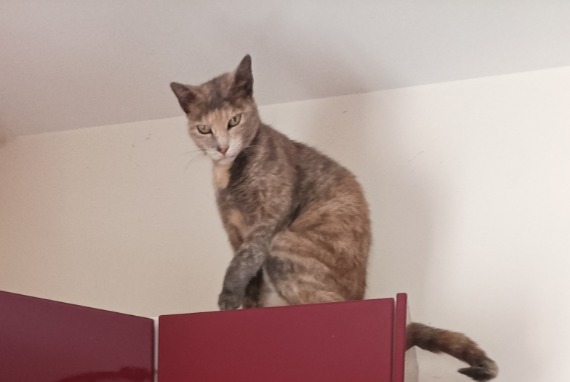 Disappearance alert Cat Female , 7 years Montagnieu France