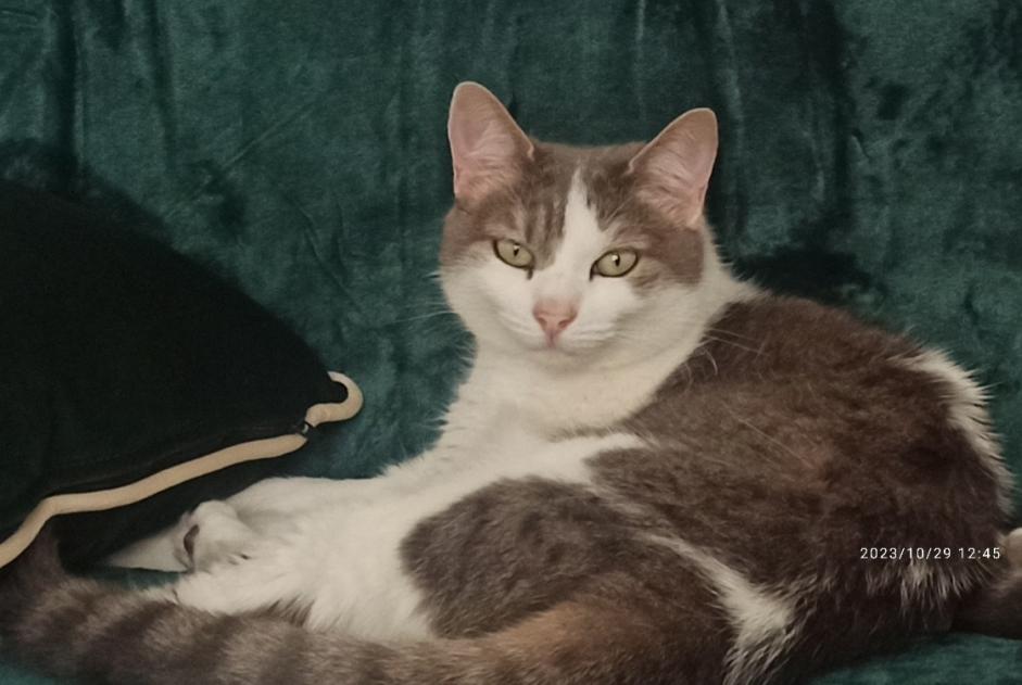 Disappearance alert Cat Female , 5 years Saint-Martin-d'Hères France
