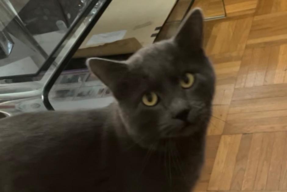 Disappearance alert Cat  Male , 4 years L'Isle-d'Abeau France