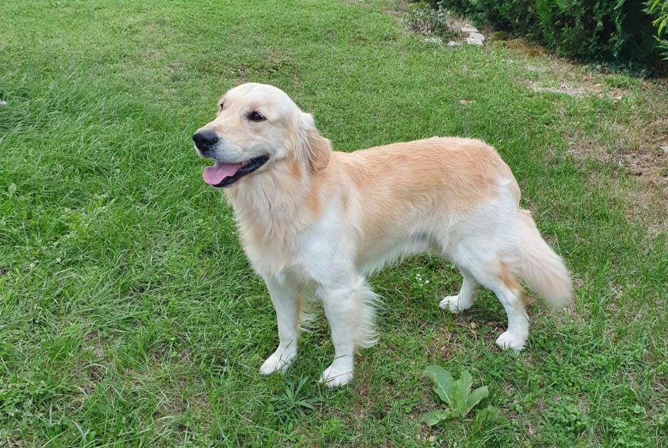 Discovery alert Dog  Male Charvieu-Chavagneux France