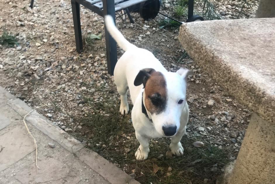 Discovery alert Dog  Male Saint-Romain-de-Jalionas France