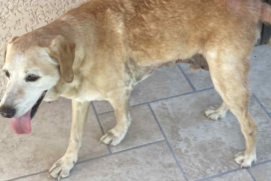 Discovery alert Dog  Male Bévenais France