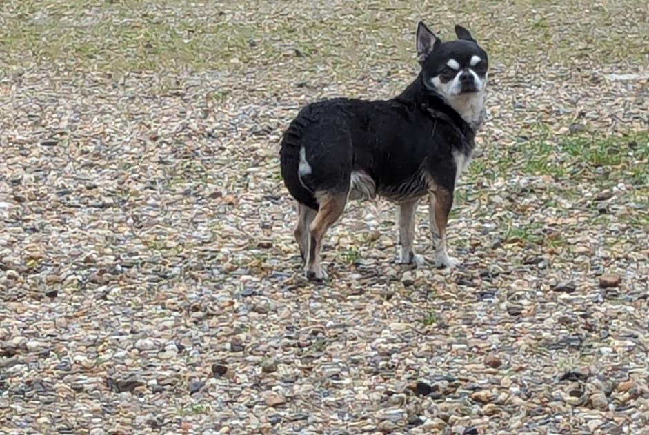 Discovery alert Dog  Male Fourques-sur-Garonne France