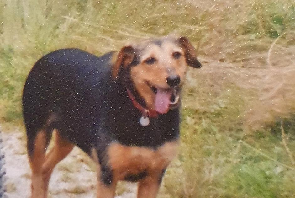Disappearance alert Dog miscegenation Female , 17 years Montagnieu France