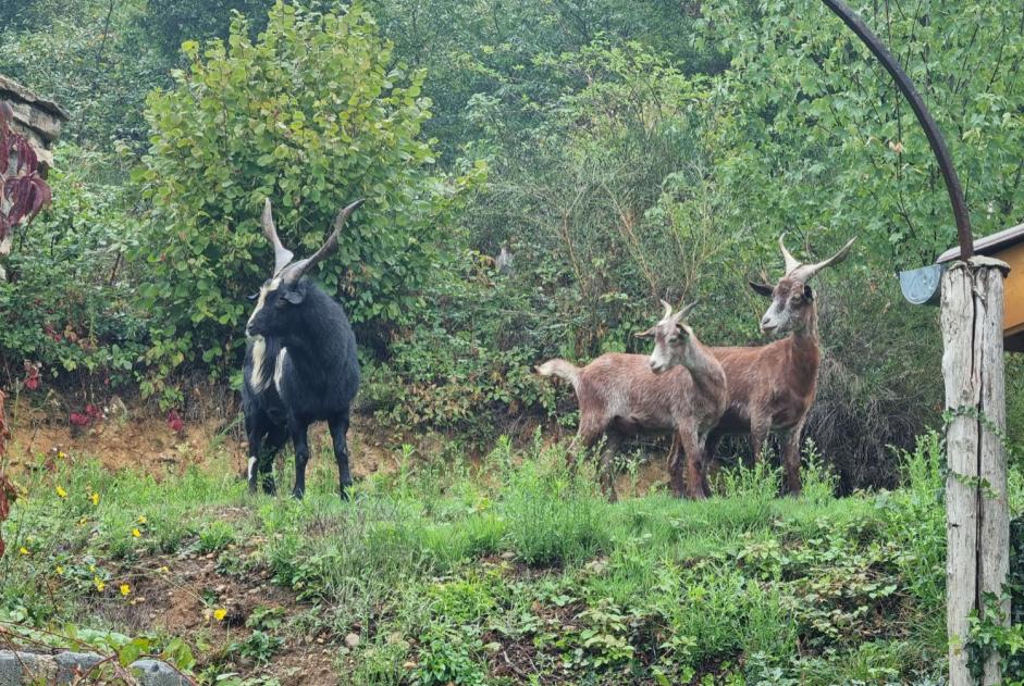 Discovery alert Goat Male Porte-des-Bonnevaux France