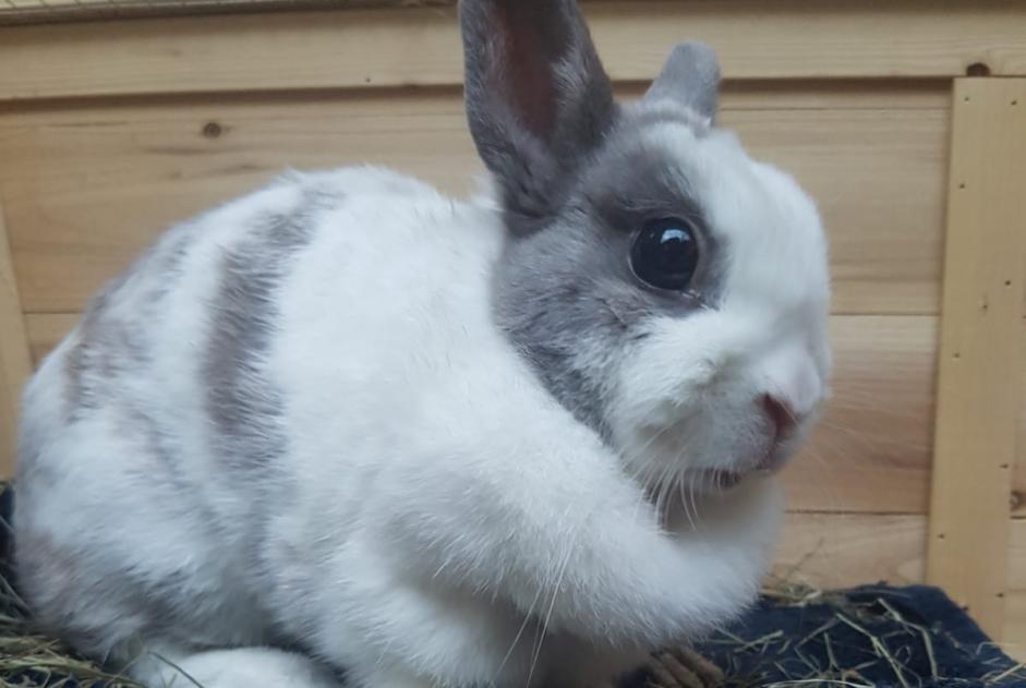 Discovery alert Rabbit Female Voiron France