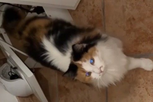 Alerta de Desaparición Gato  Hembra , 2 años Charvieu-Chavagneux Francia