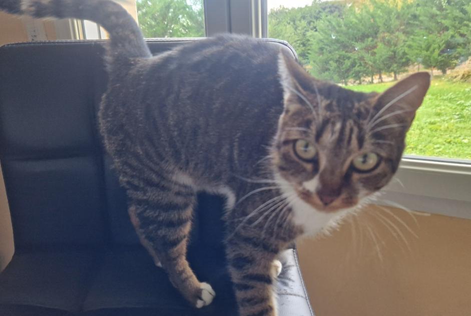 Alerta de Hallazgo Gato Hembra La Murette Francia