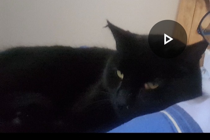 Alerte Disparition Chat  Mâle , 8 ans Cessieu France