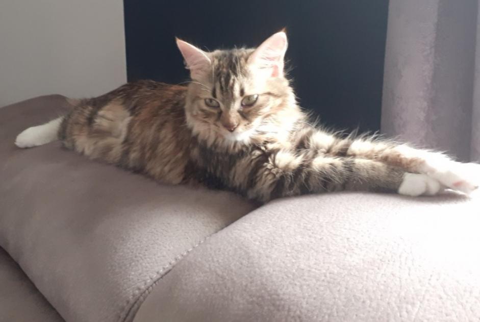Alerte Disparition Chat  Femelle , 2 ans Jarrie France