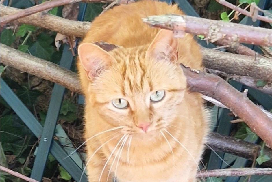 Alerte Disparition Chat  Femelle , 4 ans Grenay France