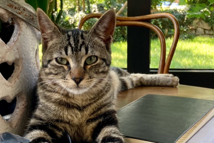 Alerte Disparition Chat Mâle , 3 ans Jardin France
