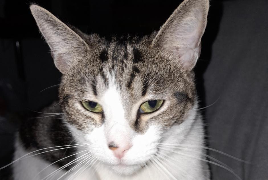 Alerte Disparition Chat  Femelle , 1 ans Crémieu France