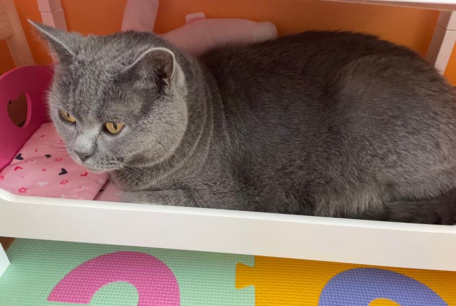 Alerte Disparition Chat  Femelle , 6 ans Villette-de-Vienne France
