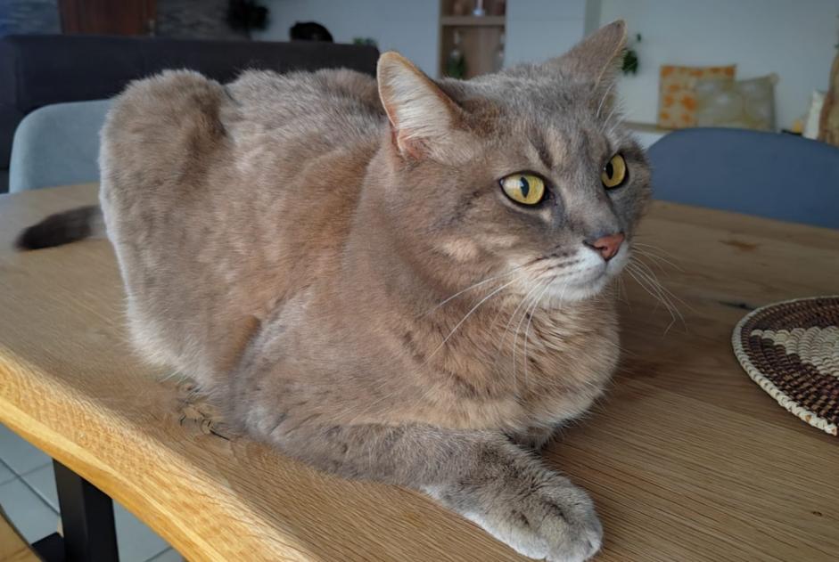 Alerte Disparition Chat croisement Femelle , 16 ans Seyssinet-Pariset France
