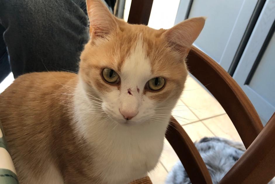 Alerte Disparition Chat Mâle , 6 ans Sassenage France