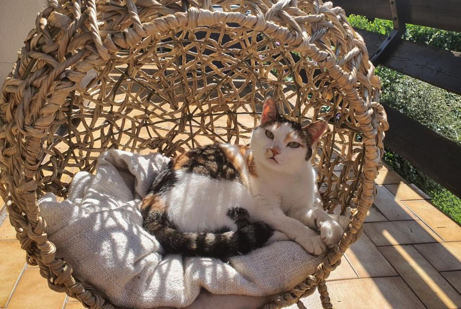 Alerte Disparition Chat Femelle , 4 ans Vizille France Alerte Disparition Chat Femelle , 4 ans Vizille France