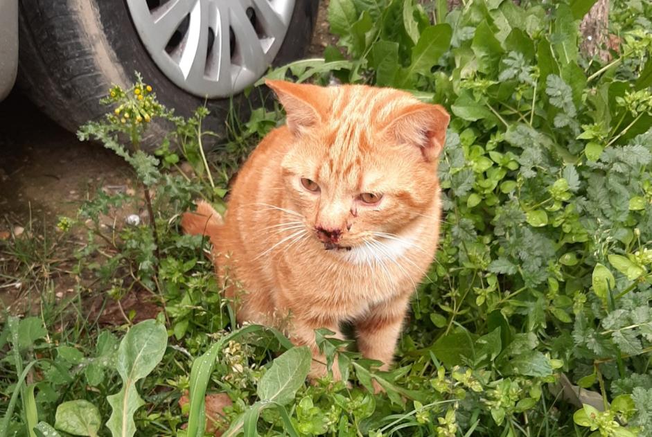 Alerte Découverte Chat Inconnu Seyssinet-Pariset France