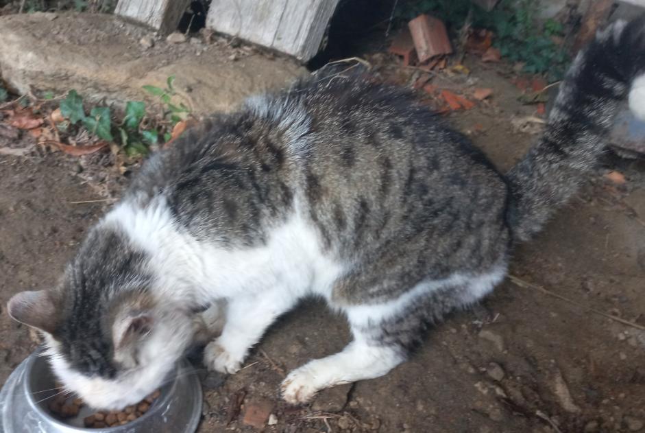 Alerte Découverte Chat Inconnu Ville-sous-Anjou France