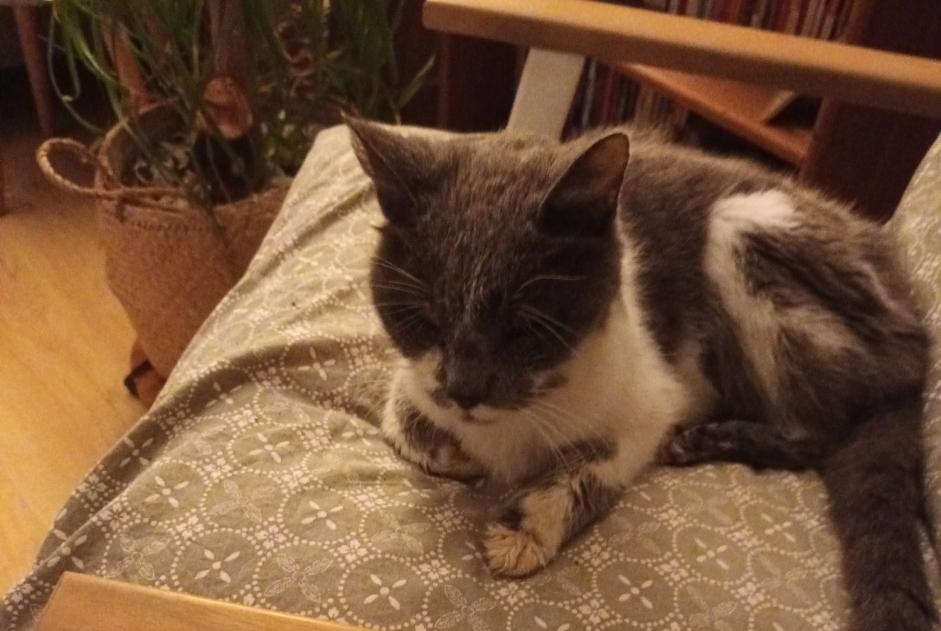 Alerte Découverte Chat croisement Femelle Vienne France