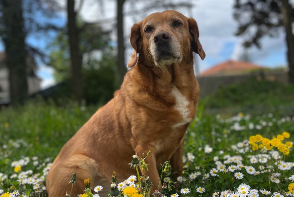 Alerte Disparition Chien croisement Femelle , 14 ans Bougé-Chambalud France Alerte Disparition Chien croisement Femelle , 14 ans Bougé-Chambalud France