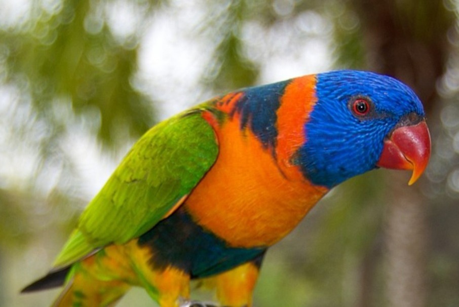 Alerte Disparition Oiseau Mâle , 2023 ans Luzinay France