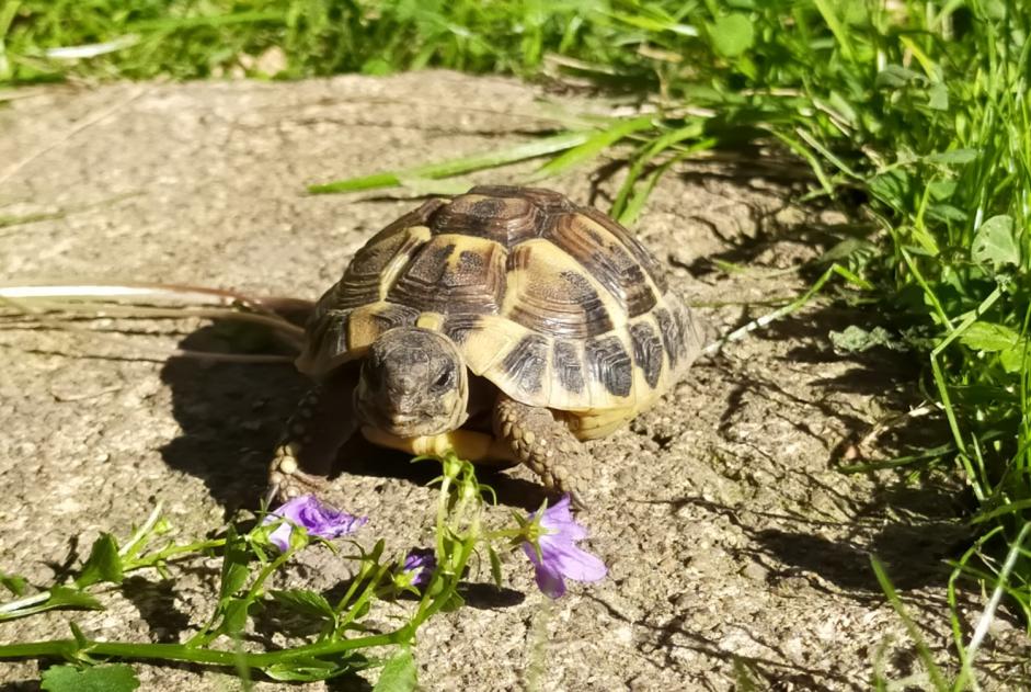 Alerte Disparition Tortue Mâle , 2023 ans Champagnier France