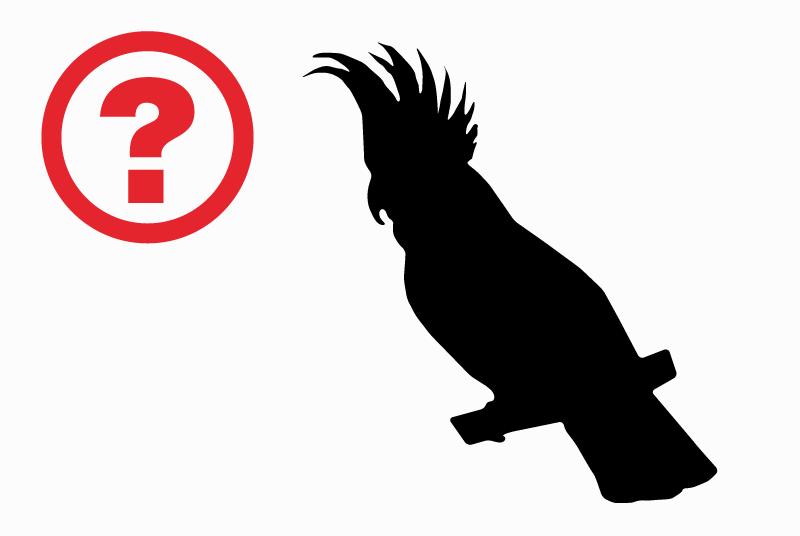 Discovery alert Bird Unknown Grenoble France Discovery alert Bird Unknown Grenoble France