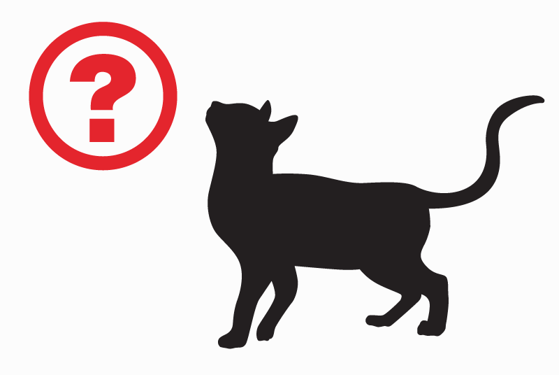 Alerte Découverte Chat croisement Femelle Sardieu France Alerte Découverte Chat croisement Femelle Sardieu France