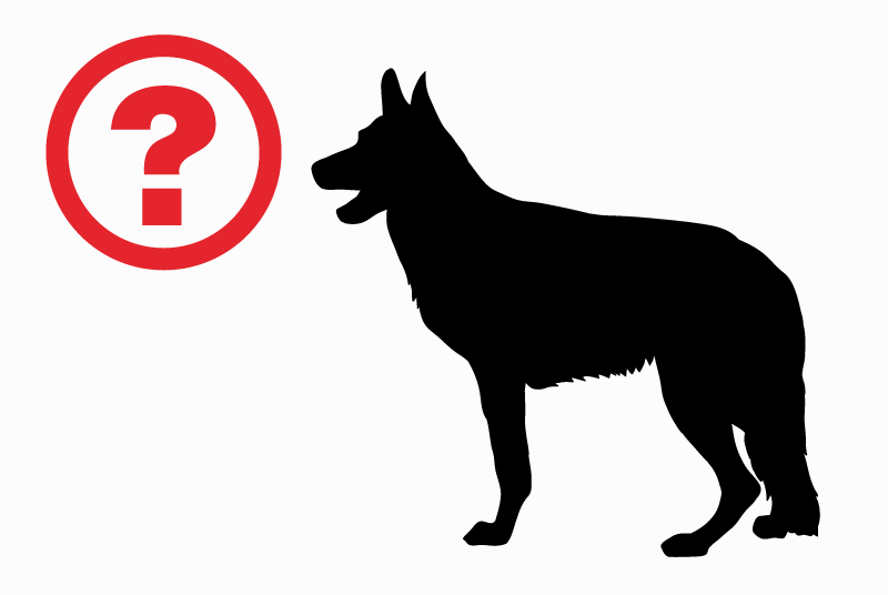 Discovery alert Dog  Male Arandon-Passins France