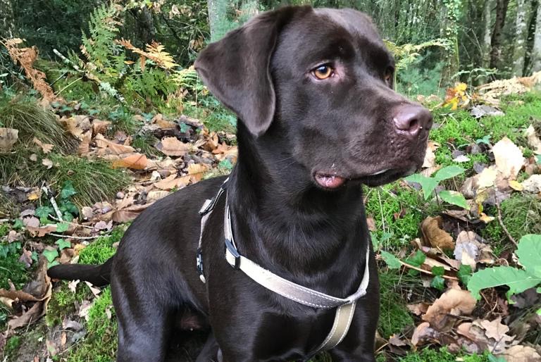 Avviso scomparsa Cane  Femmina , 2 anni Rives Francia
