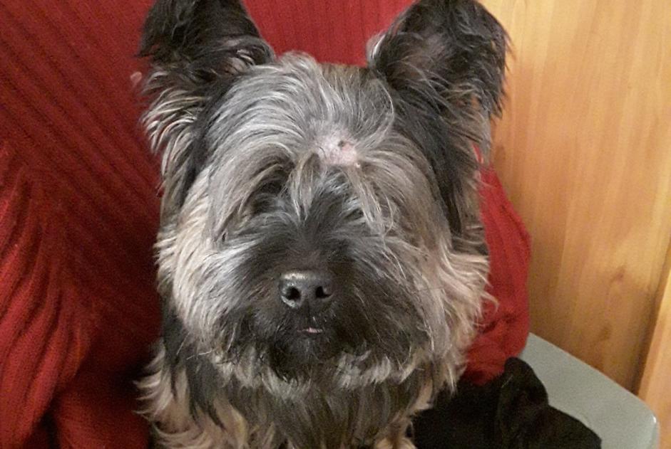 Avviso scomparsa Cane  Maschio , 9 anni Saint-Martin-d'Hères Francia