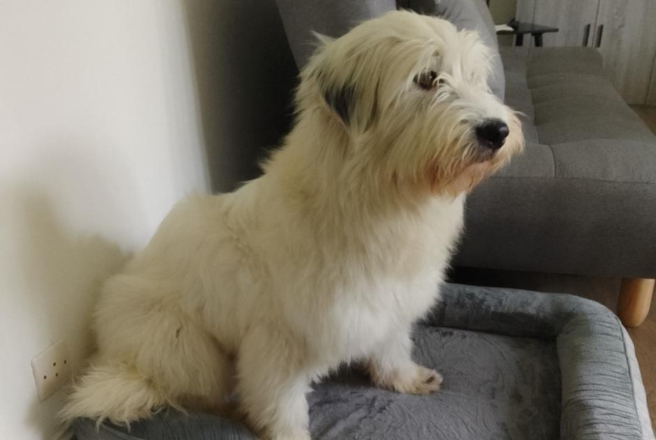 Avviso scomparsa Cane  Femmina , 2 anni Saint-Quentin-Fallavier Francia