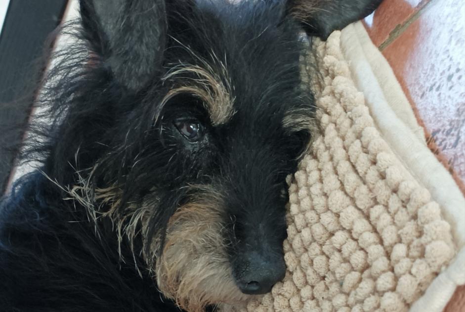 Avviso scomparsa Cane incrocio di razze Maschio , 18 anni Romagnieu Francia Avviso scomparsa Cane incrocio di razze Maschio , 18 anni Romagnieu Francia