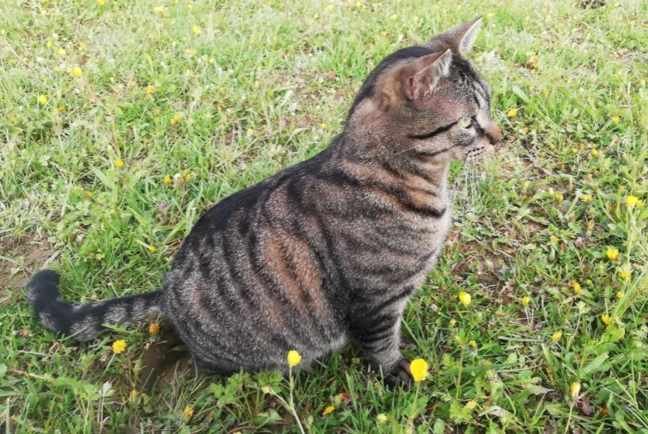 Avviso scomparsa Gatto Maschio , 3 anni Jarrie Francia