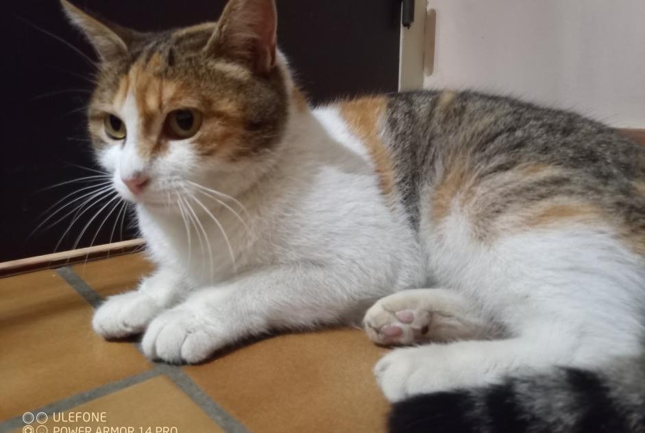 Avviso scomparsa Gatto incrocio di razze Femmina , 2 anni Le Bourg-d'Oisans Francia