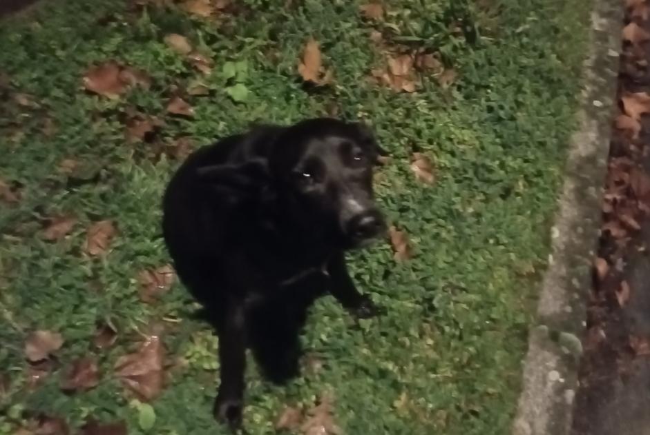 Alerta desaparecimento Cão cruzamento Fêmea , 7 anos Saint-Martin-d'Hères France