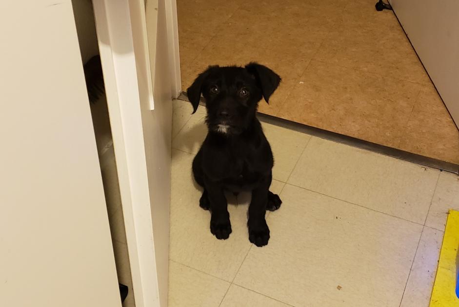 Alerta descoberta Cão cruzamento Macho Vienne France