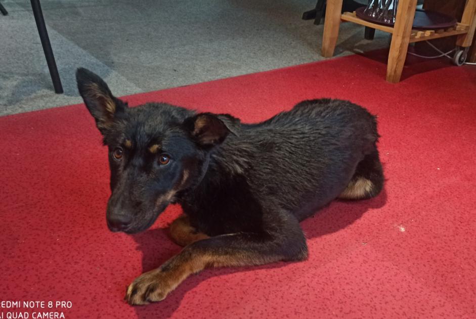 Alerta descoberta Cão  Fêmea Gresse-en-Vercors France