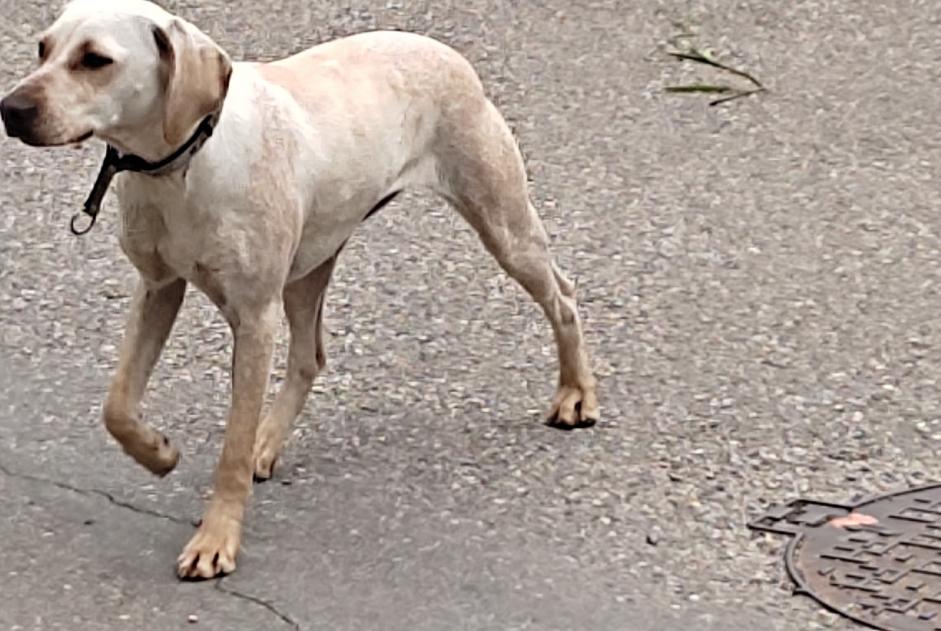 Alerta descoberta Cão cruzamento Desconhecido Vaulnaveys-le-Haut France
